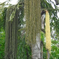 Caryota urens L.